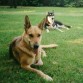 Nikki con la Zita(+) en el Jardín, la Zita ya esta en el cielo de los perros, Foto Agosto 2004